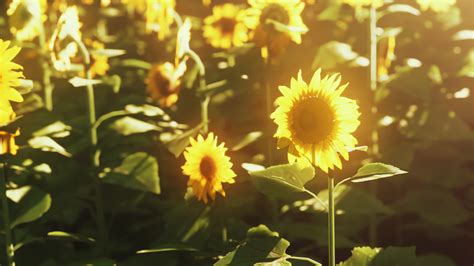 Sunflower field landscape at sunset 6016148 Stock Video at Vecteezy