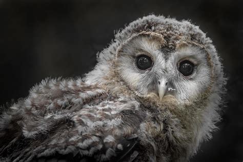 Portrait of Ural owl 2441035 Stock Photo at Vecteezy