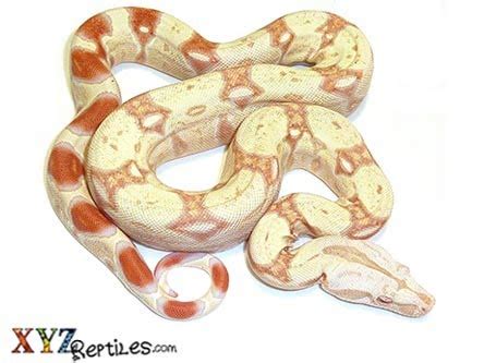 Albino Boa Constrictor For Sale With Live Arrival Guarantee - xyzReptiles