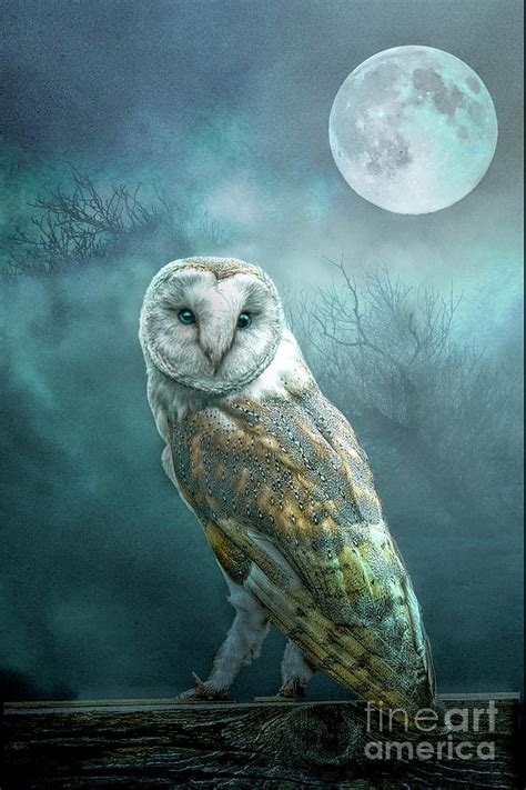 Barn Owl Moon Digital Art by Brian Tarr - Fine Art America