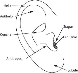 Ear Anatomy – Outer Ear | McGovern Medical School