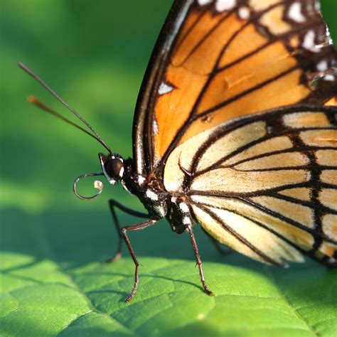 Viceroy Butterfly (Limenitis Archippus) | about animals