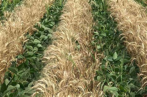 Monocultures can be reoriented to mixed cropping in 2 years