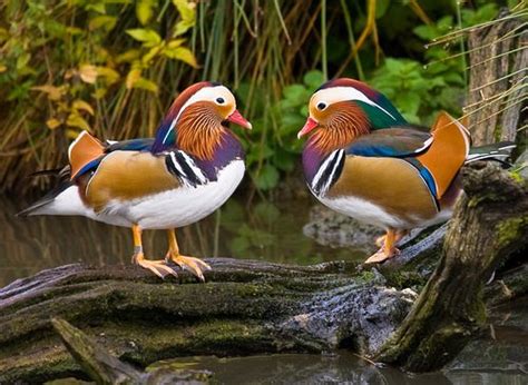 Mandarin Duck Facts | Anatomy, Diet, Habitat, Behavior - Animals Time