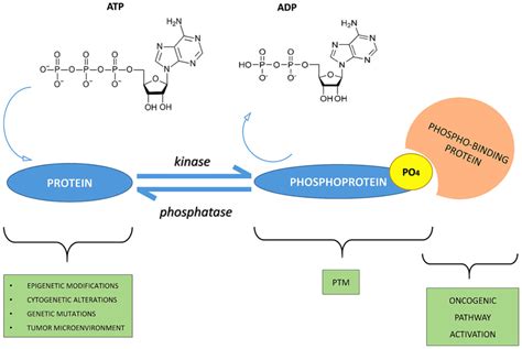 The crucial role of protein phosphorylation