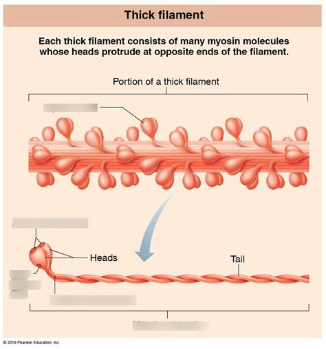 Thick Filament Anatomy Diagram | Quizlet