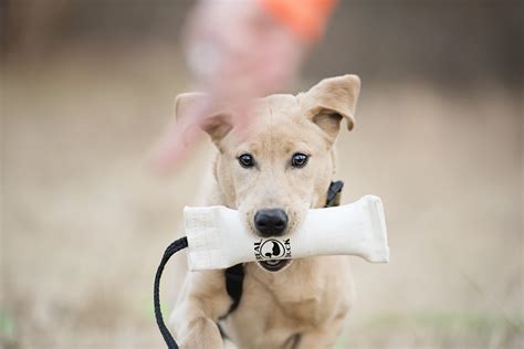 Hunting Dog Training — At Attention Dog Training