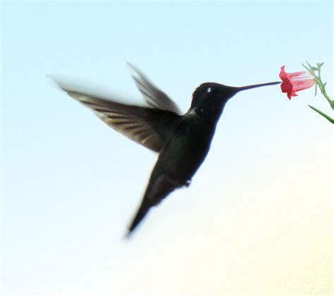 Hummingbird GIF - Find & Share on GIPHY