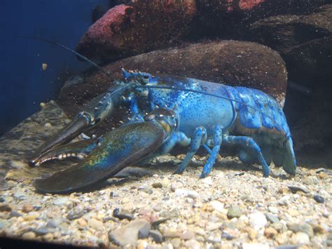 File:Blue-lobster.jpg - Wikimedia Commons