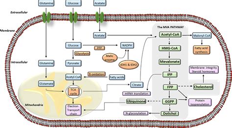 Frontiers | The Mevalonate Pathway, a Metabolic Target in Cancer Therapy