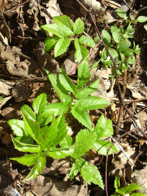 » Ground elder – Identification, distribution, edibility. Galloway Wild Foods