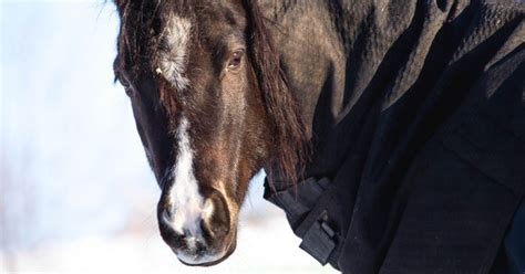 Five Different Types of Horse Blankets - Your Horse Farm Blog