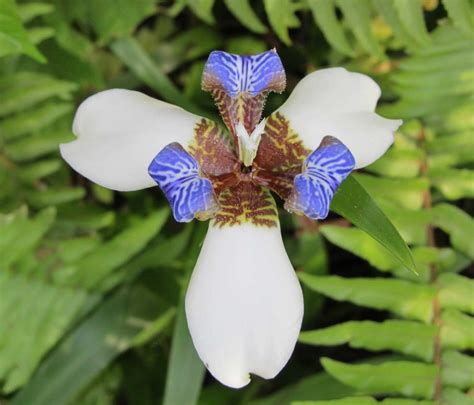 Blue White Orchid - Hawaii Pictures