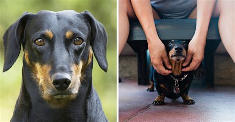 8 Pictures Of Dachshunds That'll Make You Say "Hot Dog"