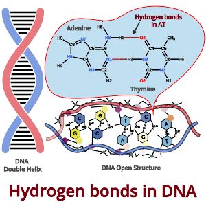 Hydrogen bonds in DNA: Base Pairing & Nature - PSIBERG