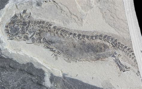 Permian Branchiosaur (Amphibian) Fossil - Very Nice (#42794) For Sale ...