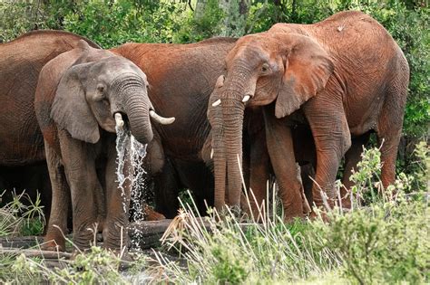 Muddy Elephants in Serengeti National Park - Anne McKinnell Photography