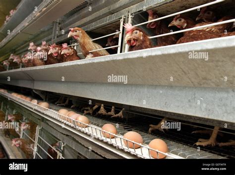 Laying hens kept in cages Stock Photo - Alamy