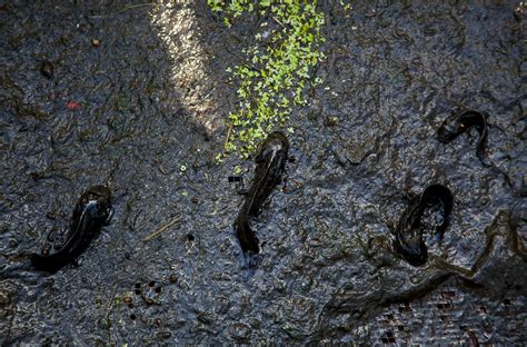 Axolotls, Mexico’s Mythical Salamander, Struggle in the Wild - The New York Times