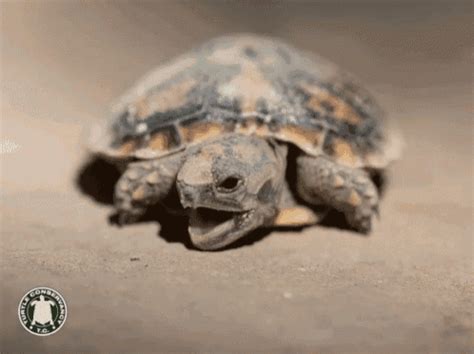 Tortoise GIF - Tortoise - Discover & Share GIFs