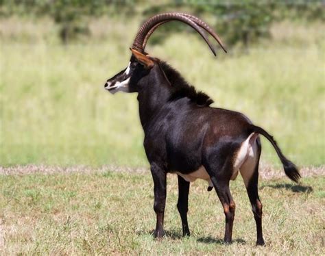 Sable antelope - Alchetron, The Free Social Encyclopedia