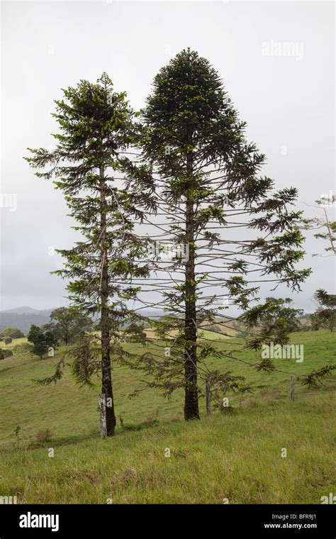 Bunya Pine, Araucaria bidwillii, Atherton Tableland, Queensland ...