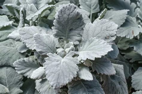 Dusty Miller Seeds Maritima Cirrus 25 thru 500 pelleted seeds | Etsy