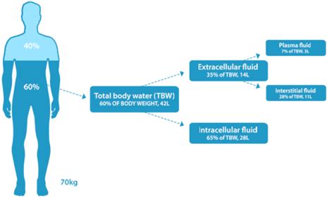 Water and hydration: Physiological basis in adults - Hydration for Health