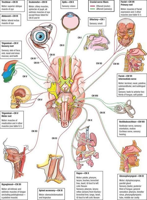 Diagram Of The Cranial Nerves