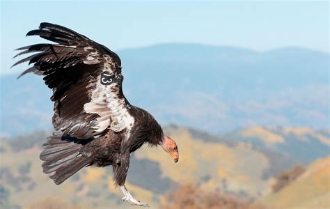 Lead Ammo, the Top Threat to Condors, Is Now Outlawed in California | Audubon