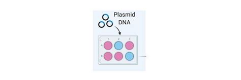 Mammalian Cell Transfection: Overview of Transfection Method