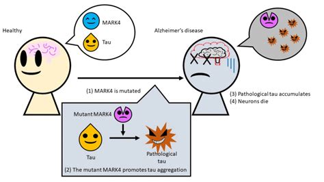 Cause of Alzheimer’s Disease Traced to Genetic Mutation in Common Enzyme