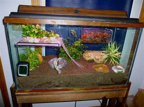 toad tank setup | Hermit crab habitat, Hermit crab tank, Hermit crab