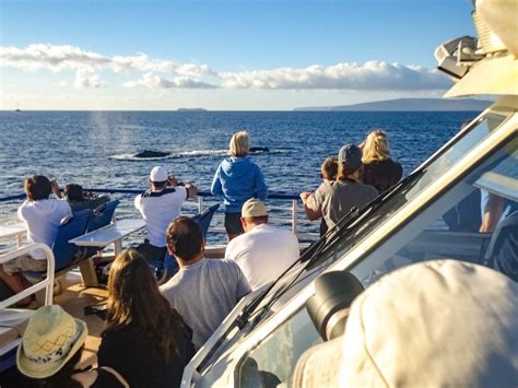 Whale Watching Tours Departing Lahaina Maui | Morning or Afternoon