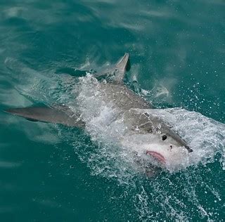 Great White Shark (Carcharodon carcharias) | The Shallows, G… | Flickr