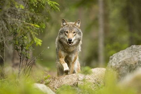 Wild animals in Sweden and where to see them — WildSweden - wildlife ...