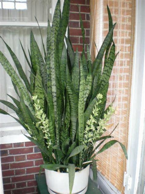 Snake Plant Blooming With Sweet Smelling Flowers