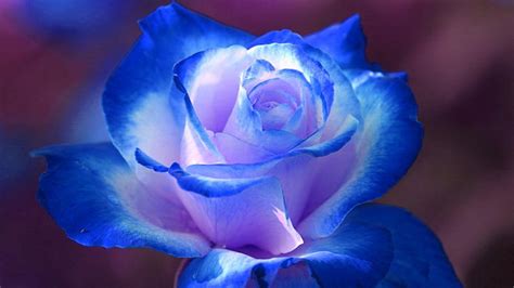 Hình nền hoa hồng xanh tuyệt đẹp