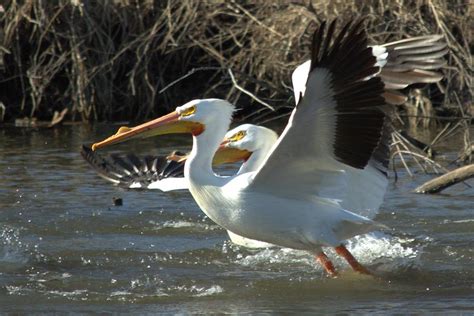 The Pelican Brief Photograph by Bonfire Photography | Fine Art America