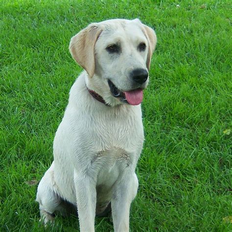 Labrador Retriever Info, Temperament, Life Span, Puppies, Pictures