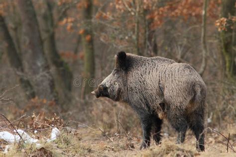 Wild boar with tusks stock image. Image of muzzle, hunt - 18886235