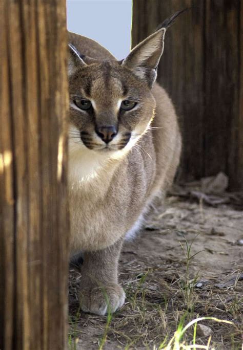 Wildlife World Zoo | encouraging an appreciation of nature | blooloop