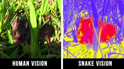 HOW ANIMALS SEE THE WORLD | Animals, Pet birds, Cat vs dog