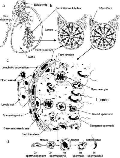 Organization of the testis. a: Cross-section through a testis to ...