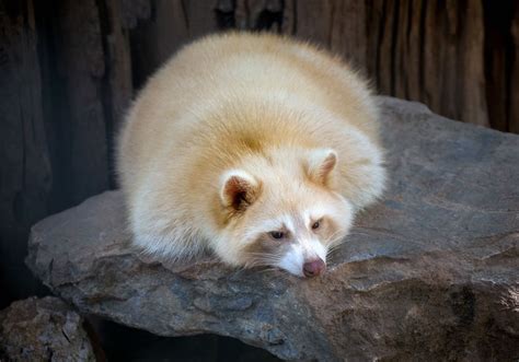 21 Stunningly Rare Albino Animals