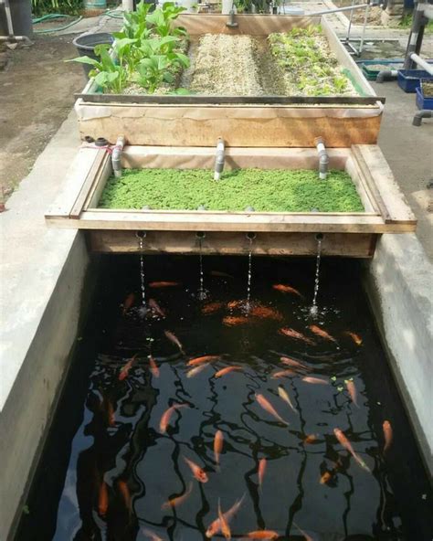 Pin by Khaled Muslims on fish farming | Backyard aquaponics, Aquaponics ...