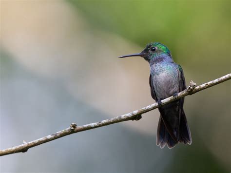 Blue-chested Hummingbird - eBird