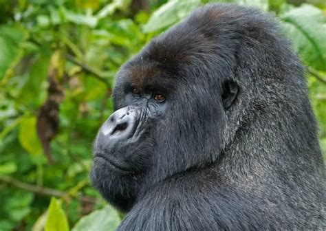 Silverback Gorilla Behavior - AnimalBehaviorCorner