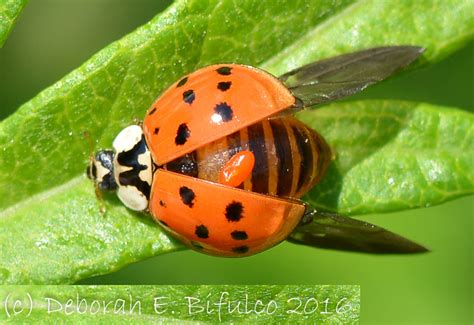 Are Ladybugs Poisonous? Stay Away From The Orange Ones! - What's That Bug?