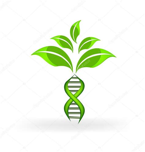 DNA cell plant logo Stock Vector by ©Glopphy 95065412